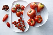 Stillleben mit verschiedenen Tomatensorten