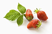 Erdbeeren mit Blatt