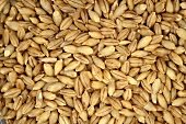 Naked barley (full-frame)