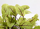 Red-veined dock leaves (Rumex sanguineus)