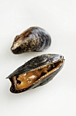 Mussels