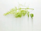 Fennel leaves