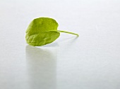 A sorrel leaf