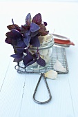 Purple basil and garlic in a preserving jar