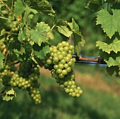 Müller-Thurgau grapes on the vine