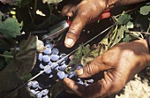 Picking red wine grapes, S. Africa