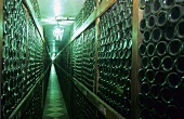 Bottle racks in wine cellar, Pancin, Romania