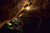 Wine racks in wine cellar, Pancin, Romania