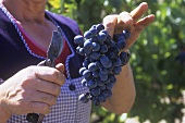 Woman holding freshly picked red wine grapes, Portugal