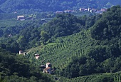 View of Santo Stefano over vineyard, Veneto, Italy