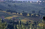 Landscape of vines, Umbria, Italy