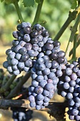 Mourvedre grapes