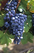 Schwarzriesling grapes