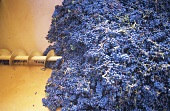 Weintrauben in Traubenmühle oder 'Schnecke', Toskana