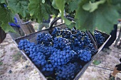 Barbera grapes in a basket