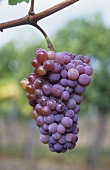 Zierfandler grapes