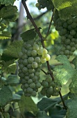 Weissburgunder grapes