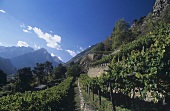 Hoch gelegene Reben, Morgex, Aostatal, Italien