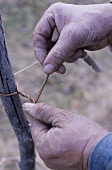 At work in the vineyard: tying in the vines with willow
