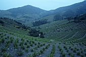 Vine terraces with sparsely planted vines, Banyuls, Roussillon, France