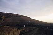 Grand Cru vineyard site, Côte de Beaune, Burgundy, France