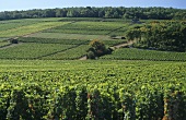 Grand Cru vineyard site Clos de la Roche, Morey-St-Denis, Burgundy