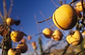 Kaki persimmon on the branch, Bordeaux, France