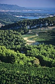 Bandol, Provence, Frankreich