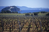 The Cap de Bregancon in the background, Côtes de Provence