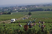 Grape picking at Moulin-a-Vent, Burgundy, France