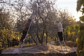 Olive harvest (Tenuta San Vito, Tuscany, Italy)