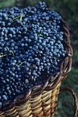 Picked Chiavennasca grapes, Veltlin, Lombardy, Italy