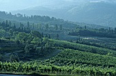 Vineyard near Rufina, home of Chianti Rufina, Tuscany