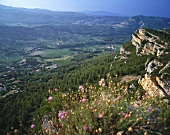 View over Cassis, Provence, S. France
