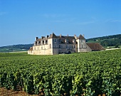 Clos de Vougeot, Vougeot, Côte d'Or, Burgund, Frankreich