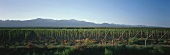 Vineyard, Luján de Cuyo, Mendoza, Argentina