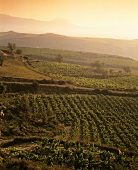 Weinbau um Labastida, Rioja Alta, Rioja, Spanien