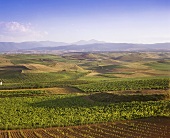 Wine growing near Valdepeñas, Spain