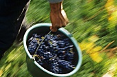 Grape-picker carrying bucket of Blauburgunder grapes
