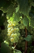Chardonnay grapes