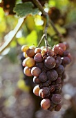 Pinot gris (at the initial stage of drying)