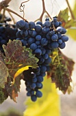 Nero d'Avola grapes on the vine