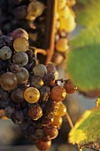 Semillon grapes with botrytis fungus, Sauternes