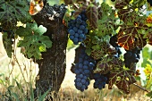 Alter Zinfandel-Rebstock, Ravenswood Winery, Kalifornien, USA