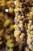 Appassimento of white Trebbiano grapes for Vin Santo