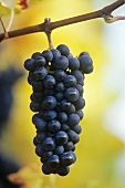Blauburgunder (Pinot noir) grapes on the vine