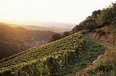 Weinbau bei Sasbachwalden, Baden, Deutschland