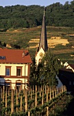 Weinbau in Bickensohl, Baden, Deutschland