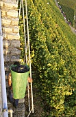 Worker carrying grapes, Mundelsheim, Württemberg, Germany