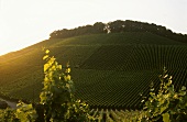 Weinbau bei Haberschlacht, Baden-Württemberg, Deutschland
